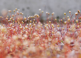 007 - klein aber fein